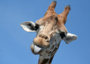 Funny Giraffe Fall After It Got Back In The Wild Caught On Video