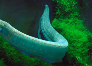 Scientists Have Invented A Power Source That Can Be Used To Power Implantable Devices By Studying Eels