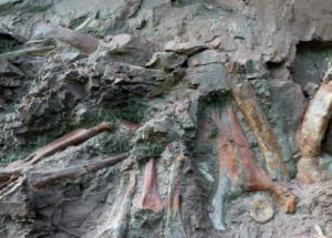 Rare Dinosaur Remains Discovered in Egypt