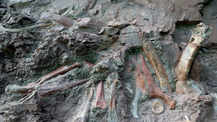 Rare Dinosaur Remains Discovered in Egypt