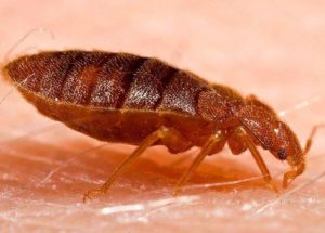 Bed Bugs Can Get You Sick Even After You’ve Exterminated Them