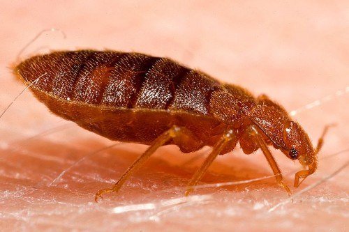 Bed Bugs Can Get You Sick Even After You’ve Exterminated Them