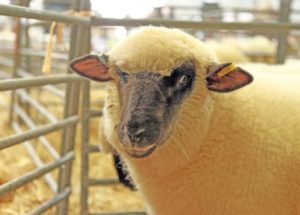 Human Organs Can Be Grown In Sheep