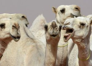 Beauty Contest For Camels: 12 Animals Were Disqualified After Being Injected With Botox
