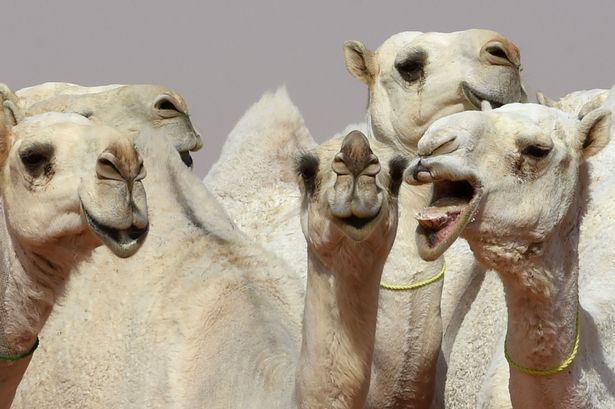 Beauty Contest For Camels: 12 Animals Were Disqualified After Being Injected With Botox