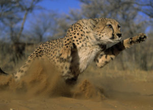 Here’s How Cheetahs Manage to Run as Fast as They are Doing It Now