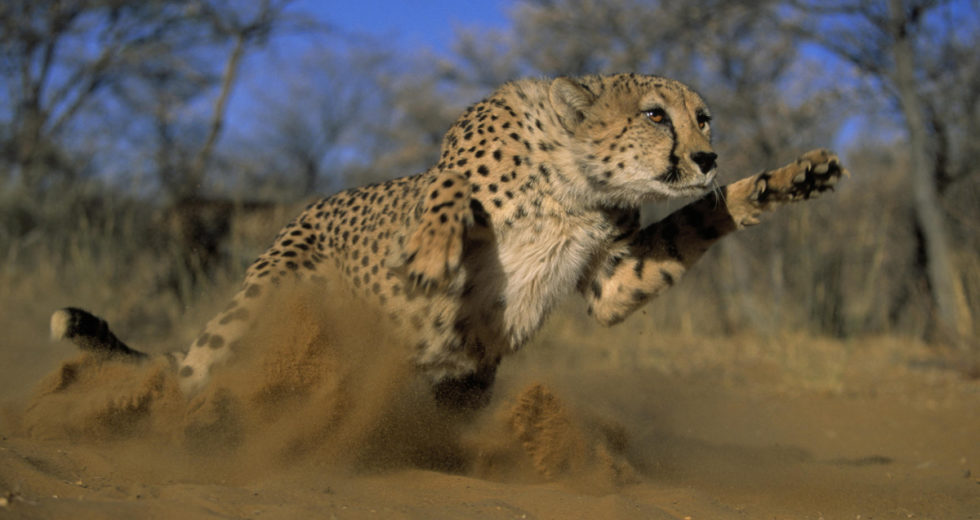 Here’s How Cheetahs Manage to Run as Fast as They are Doing It Now