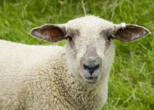 Human-Sheep Hybrids: An Alternative to Human Organ Transplants And Could Even Cure Diabetes