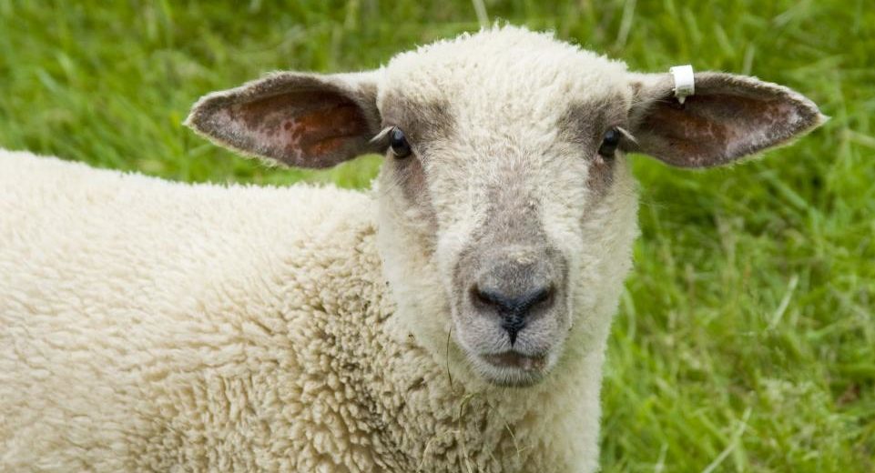 Human-Sheep Hybrids: An Alternative to Human Organ Transplants And Could Even Cure Diabetes