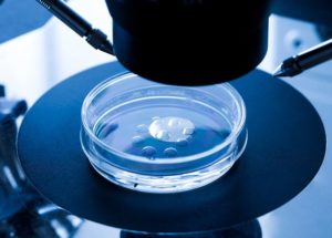 Human Eggs Have Been Grown In The Laboratory For The First Time In History