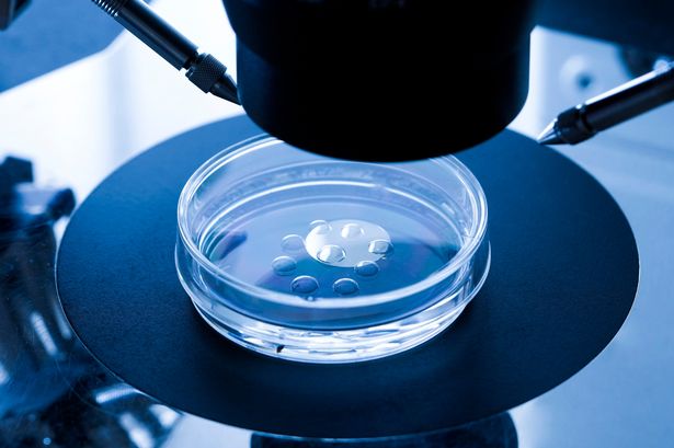 Human Eggs Have Been Grown In The Laboratory For The First Time In History