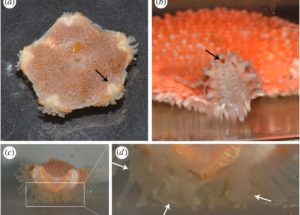 Researchers Discovered Starfish with Eyes