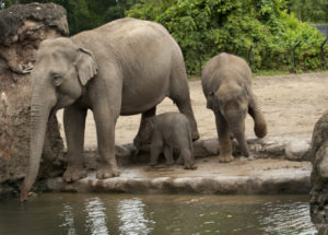 The Dublin Zoo has a New Inhabitant – A Cute Baby Asian Elephant