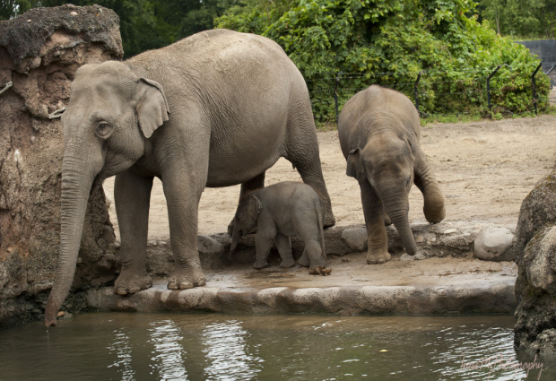 The Dublin Zoo has a New Inhabitant – A Cute Baby Asian Elephant