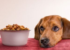 The FDA is Calling Back Pet Food due to Listeria and Salmonella