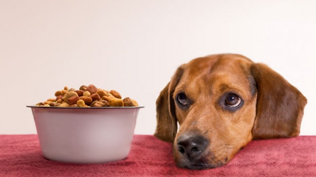 The FDA is Calling Back Pet Food due to Listeria and Salmonella