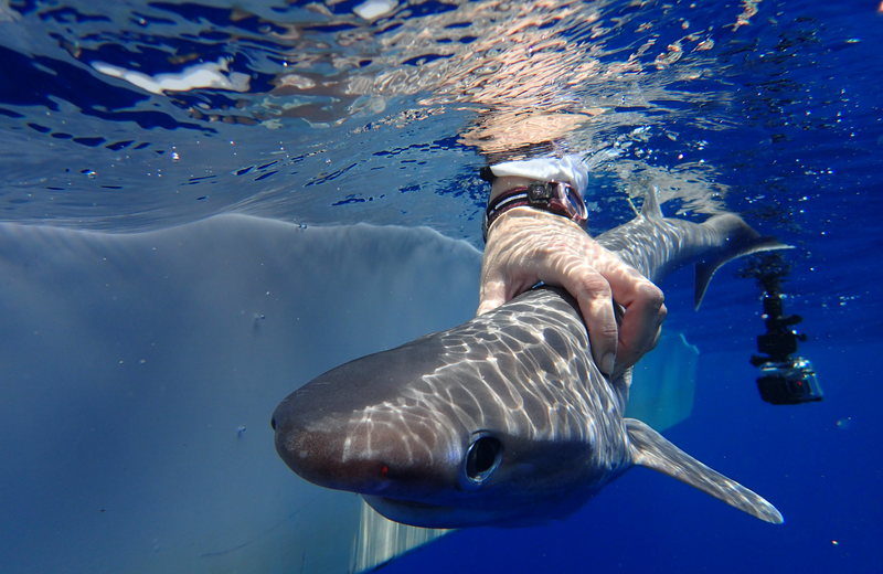 There’s a New Shark Species in the Atlantic Ocean