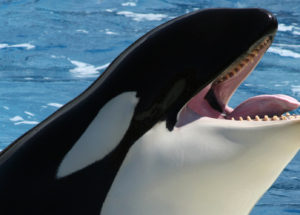 Meet Wikie, The First Killer Whale Who “Speaks” And Counts Up To Three