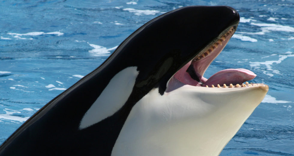 Meet Wikie, The First Killer Whale Who “Speaks” And Counts Up To Three