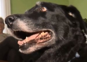 A Dog Returns Home After 10 Years