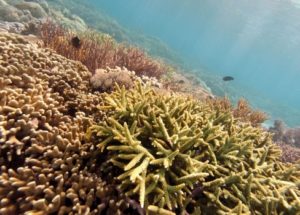 Coral Reefs May Die Due To Increasing Oceans’ Acidity