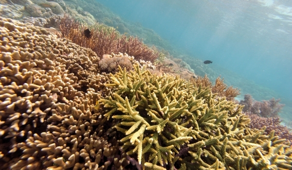 Coral Reefs May Die Due To Increasing Oceans’ Acidity