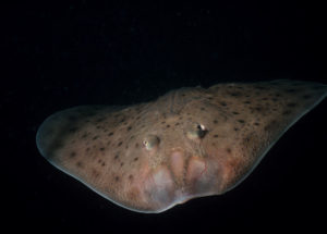 The Skate Walking Fish Can Give Scientists Precious Information On Evolution