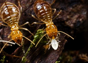 Scientists Have Sequenced Termite’s Gut Microbiome