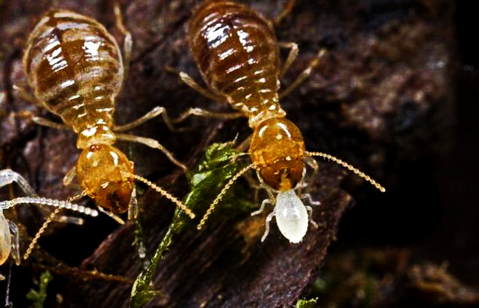 Scientists Have Sequenced Termite’s Gut Microbiome