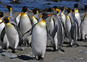 King Penguins May Extinct Due To Climate Change