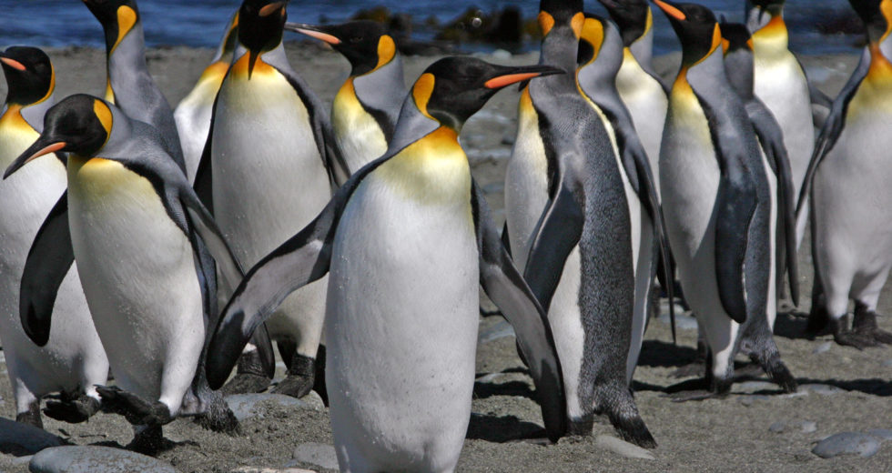 King Penguins May Extinct Due To Climate Change