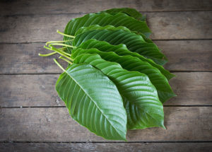 The FDA Warns That The Kratom Herbal Supplement Contains Opioids