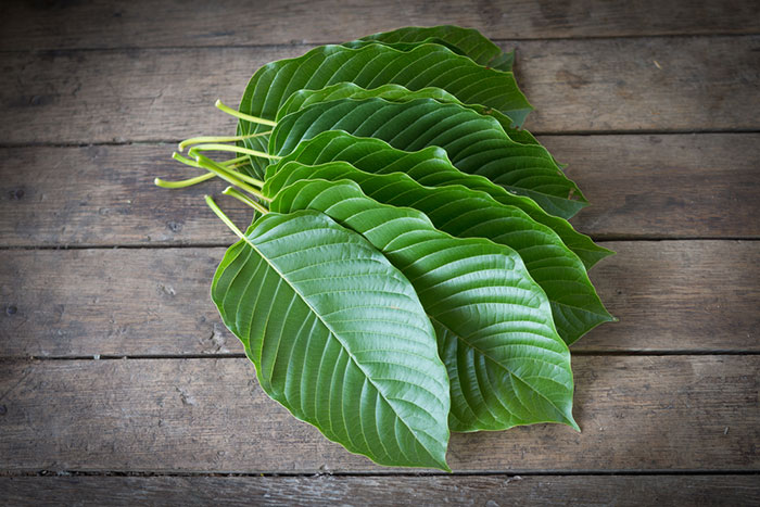 The FDA Warns That The Kratom Herbal Supplement Contains Opioids
