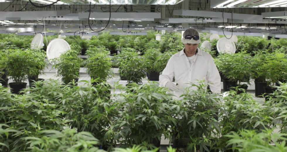 Cannabis Researchers Admitted That There Should Be More Studies On Cannabis