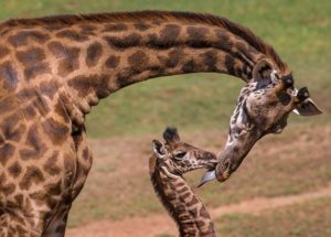 Giraffes Pregnant At The Cheyenne Mountain Zoo