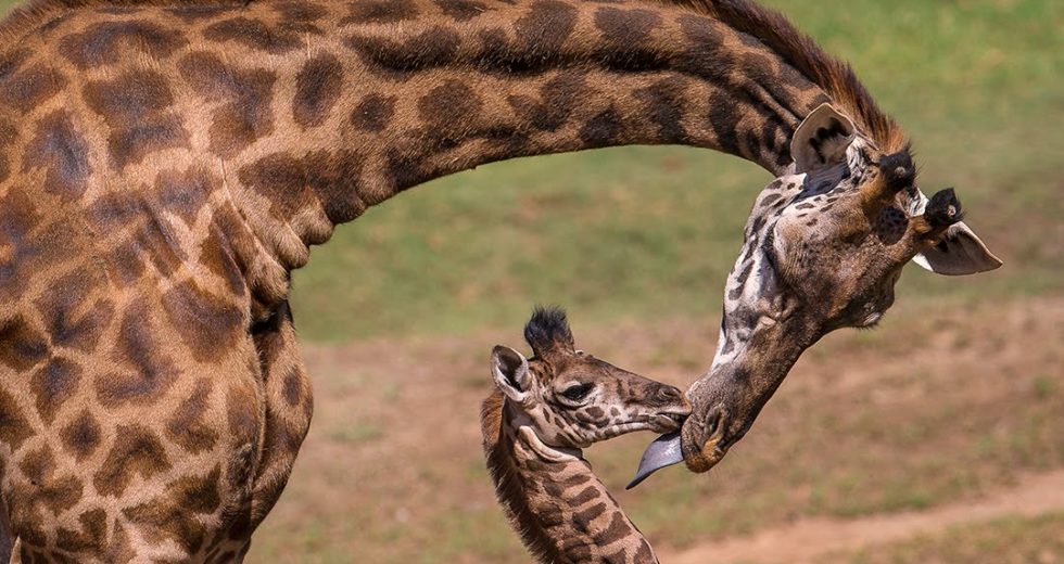 Giraffes Pregnant At The Cheyenne Mountain Zoo
