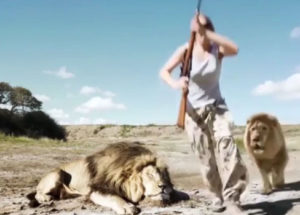 Lions Killed A Poacher In South Africa