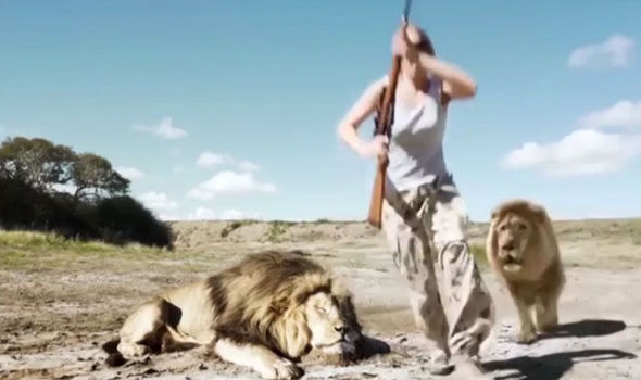 Lions Killed A Poacher In South Africa