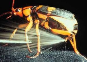 Here Is How The Beetle Protection Mechanism Works, And It Is Grose