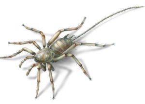 A 100 Million Years Old Spiders With Tails Have Been Discovered In A Piece Of Amber