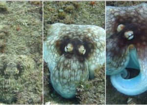 Cuttlefish Helps Scientists Develop A 3D Invisibility Cloak