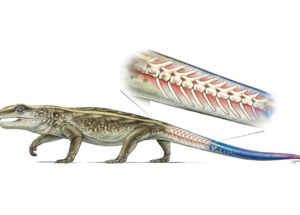 The Canadian Researchers Have Discovered The Oldest Reptile That Was Able To Detach Its Tail