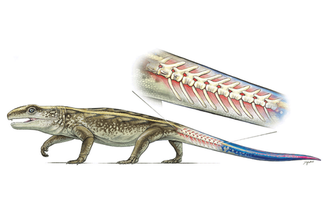 The Canadian Researchers Have Discovered The Oldest Reptile That Was Able To Detach Its Tail
