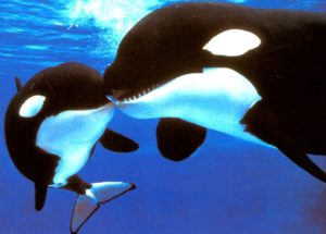 A Mother-Son Pair of Orcas to Kill an Orca Infant