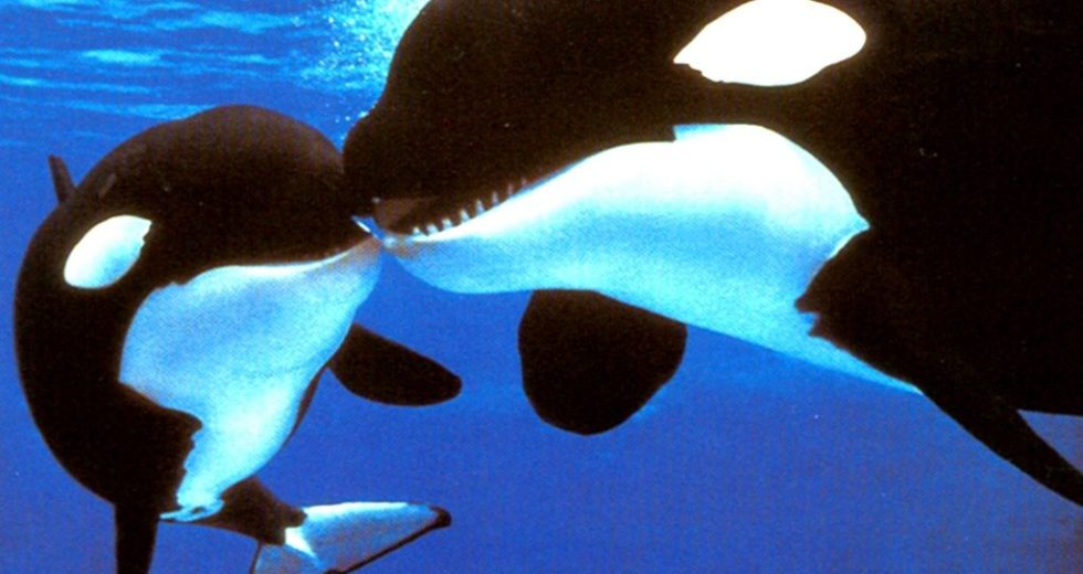 A Mother-Son Pair of Orcas to Kill an Orca Infant