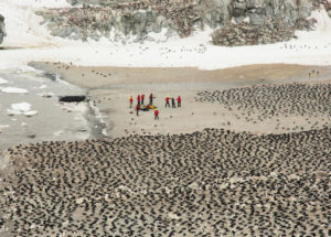 A Hidden 1.5 Million Penguins ‘Supercolony’ Has Been Discovered From Space