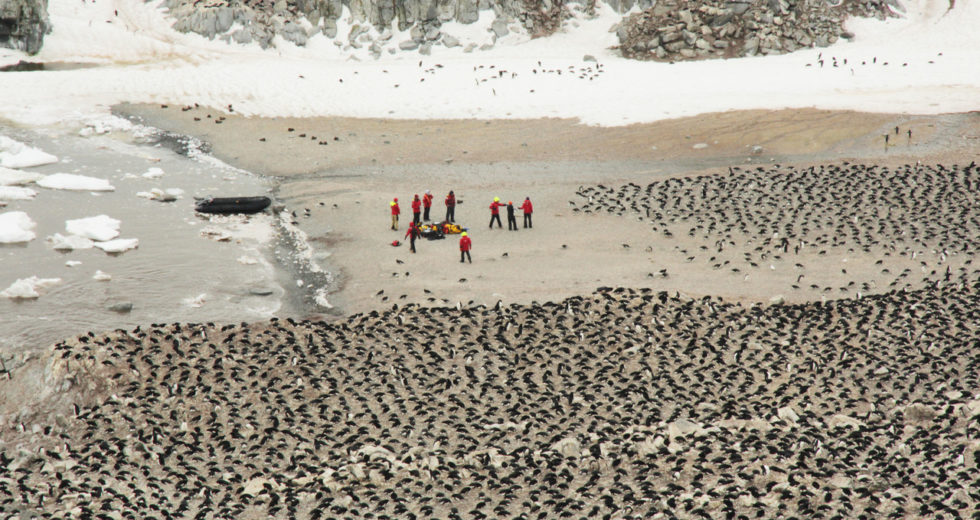 A Hidden 1.5 Million Penguins ‘Supercolony’ Has Been Discovered From Space