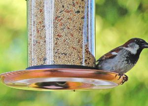 Be Aware of the Diseases you can Get While Feeding the Birds