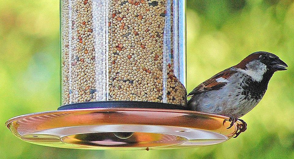 Be Aware of the Diseases you can Get While Feeding the Birds