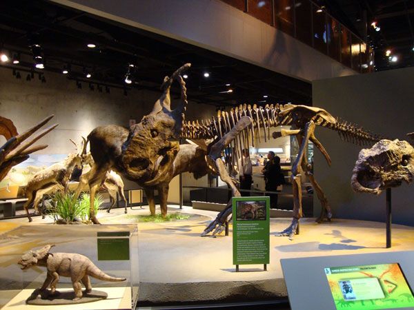 Council Denies Funding for Dinosaur Museum Exhibit
